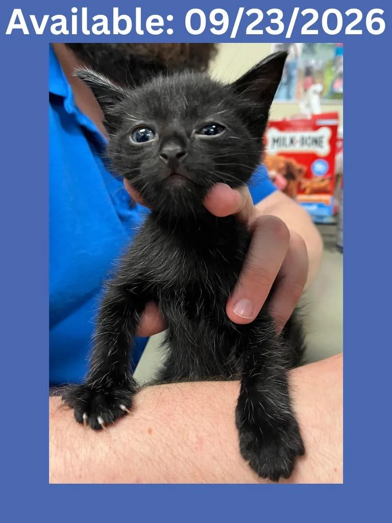 A baby medium-sized male Domestic Short Hair cat named Cat Condo for adoption in Greenville, TX