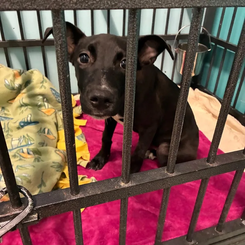 A baby small-sized female Black Terrier dog named Miss Sacramento for adoption in St. Louis, MO