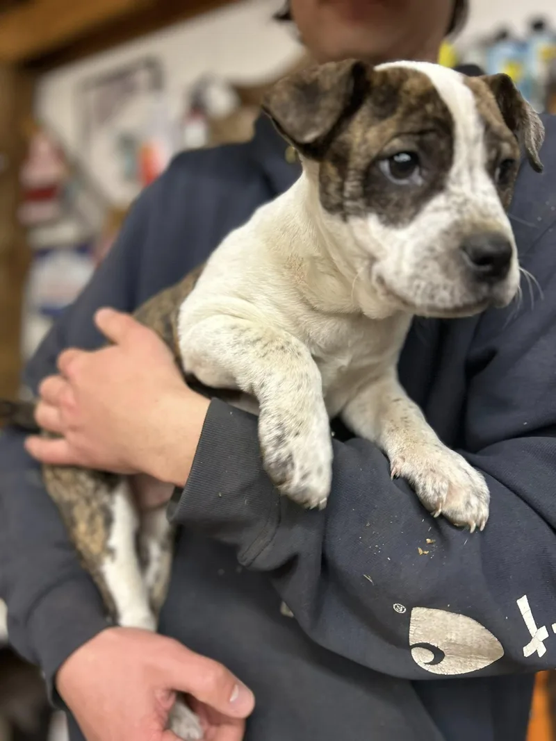 A baby medium-sized female Brindle Pit Bull Terrier dog named Avery for adoption in Okmulgee, OK