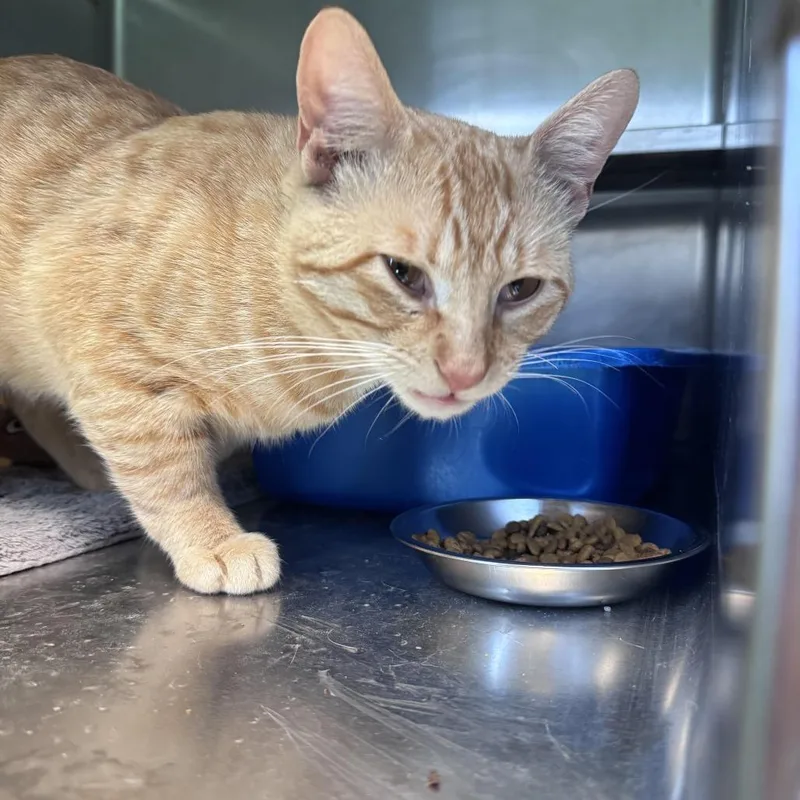 An adult medium-sized male Orange / Red Domestic Short Hair cat named Seraphim for adoption in South Haven, MI