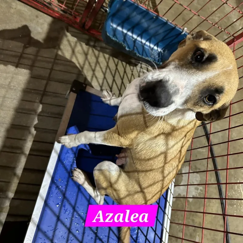 Azalea