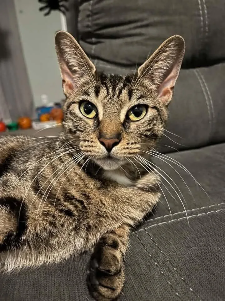 A young small-sized female Tabby (Gray / Blue / Silver) American Shorthair cat named Sweetheart for adoption in Rochester, NY