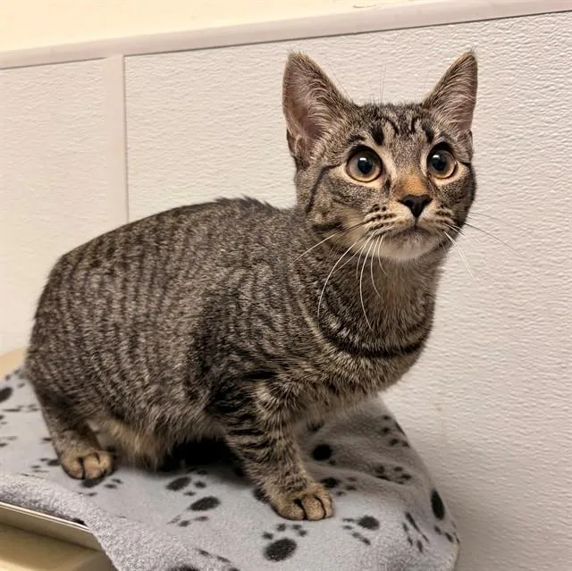 A young medium-sized female Domestic Short Hair cat named Gumby for adoption in Leesburg, VA