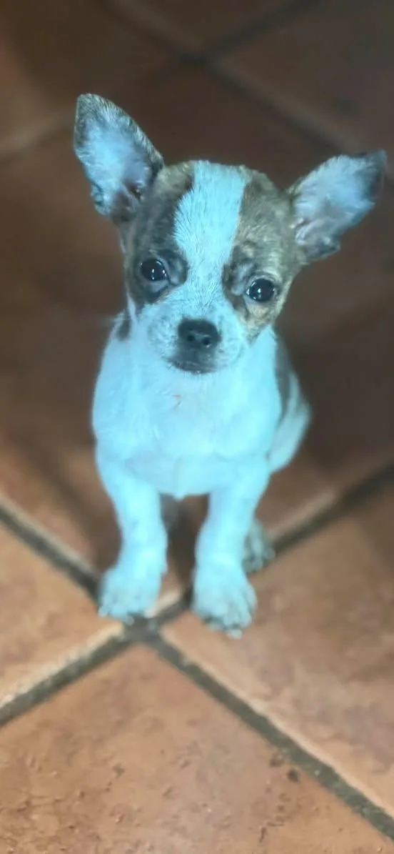 A baby small-sized female Chihuahua dog named Hannah Bambi for adoption in Ashville, OH