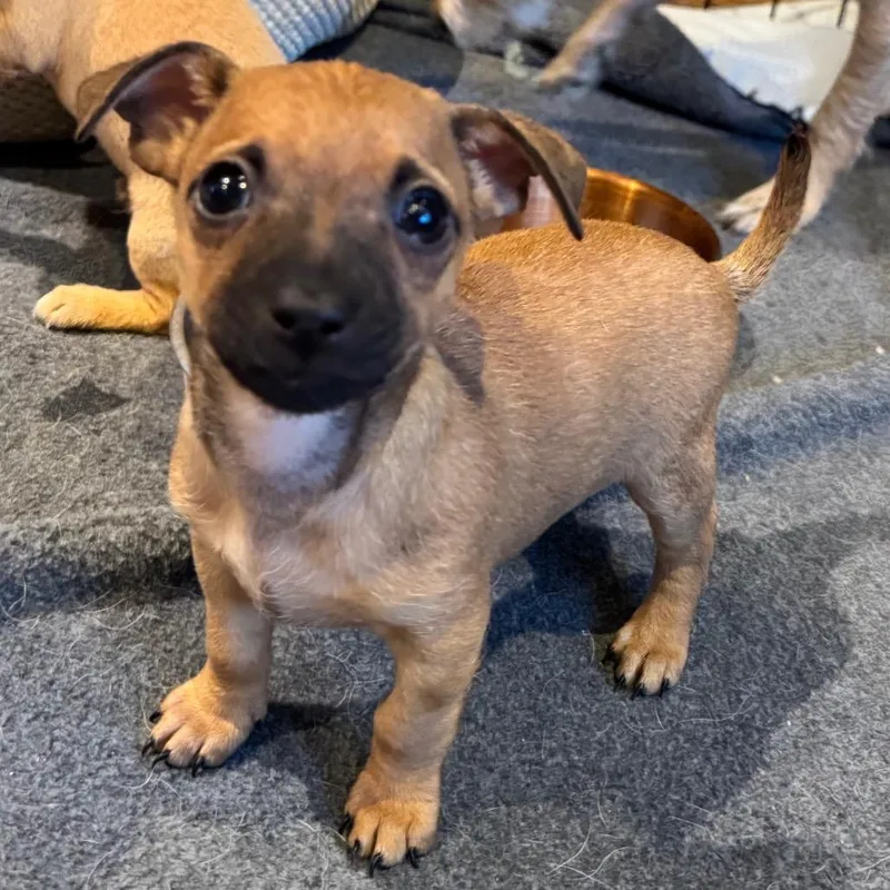 A baby small-sized male Yellow / Tan / Blond / Fawn Chihuahua dog named Orion for adoption in Alma, WI