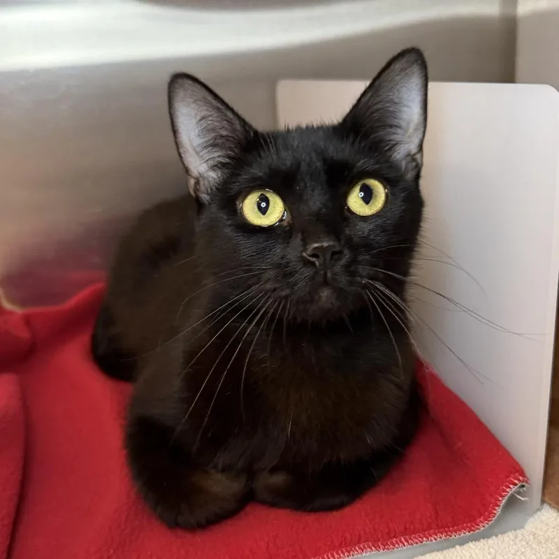 An adult medium-sized female Domestic Short Hair cat named Crystal for adoption in Los Angeles, CA