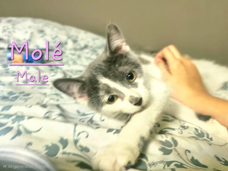 A baby medium-sized male Domestic Short Hair cat named Mole for adoption in Morehead, KY