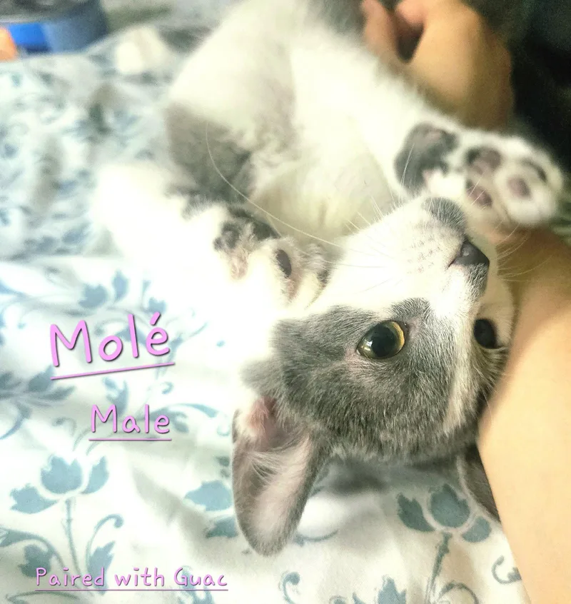 Mole thumbnail 2