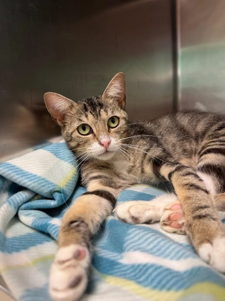 A young medium-sized female Domestic Short Hair cat named Talon for adoption in Belton, TX