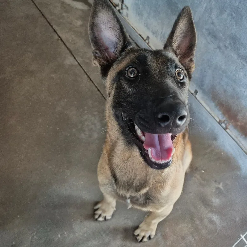 A young medium-sized female Brown / Chocolate Belgian Shepherd / Malinois dog named Bacardi for adoption in Edinburg, TX