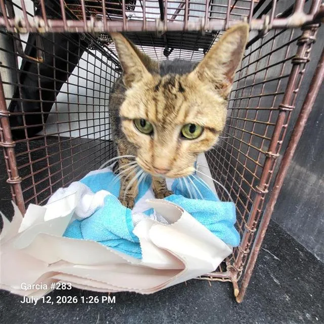 An adult medium-sized female Domestic Short Hair cat named Petunia for adoption in San Antonio, TX