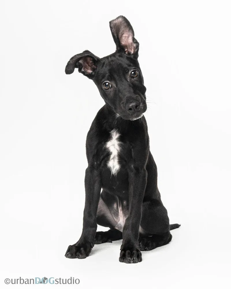 Diesel  M thumbnail 2