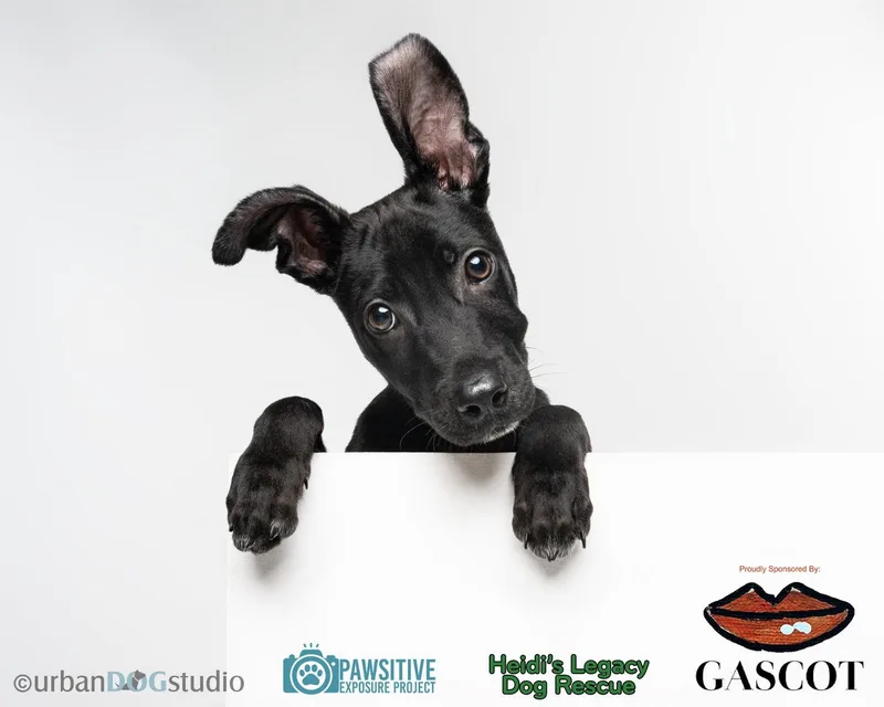 Diesel  M thumbnail 3