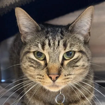 An adult medium-sized male Tabby (Brown / Chocolate) Domestic Short Hair cat named Big Mac for adoption in Lansing, MI