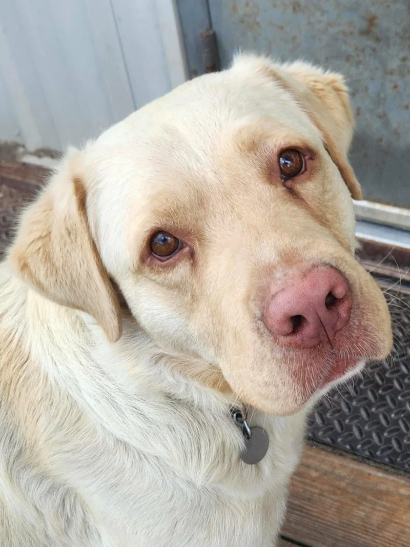 A young large-sized male Yellow / Tan / Blond / Fawn Yellow Labrador Retriever dog named Hugo for adoption in La Salle, IL