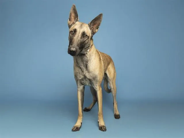 An adult large-sized male Belgian Shepherd / Malinois dog named Malachi for adoption in Phoenix, AZ