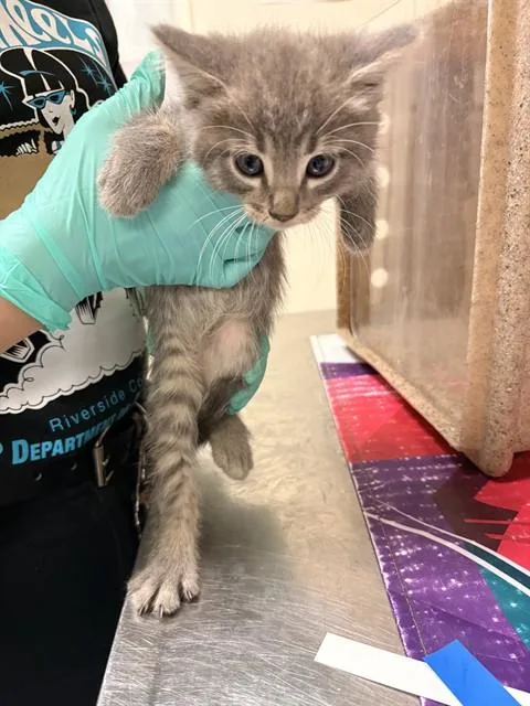 A young small-sized male Domestic Short Hair cat named Pauli for adoption in Riverside, CA