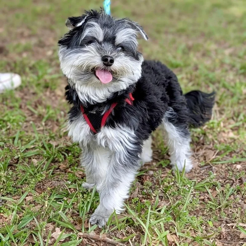 An adult small-sized male Black Maltese dog named Orie for adoption in Tyrone, GA