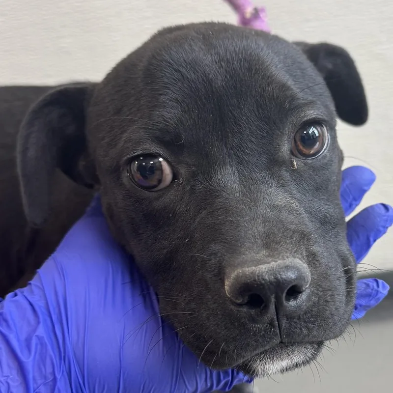A baby medium-sized female Black Mixed Breed dog named 112063 for adoption in Las Cruces, NM