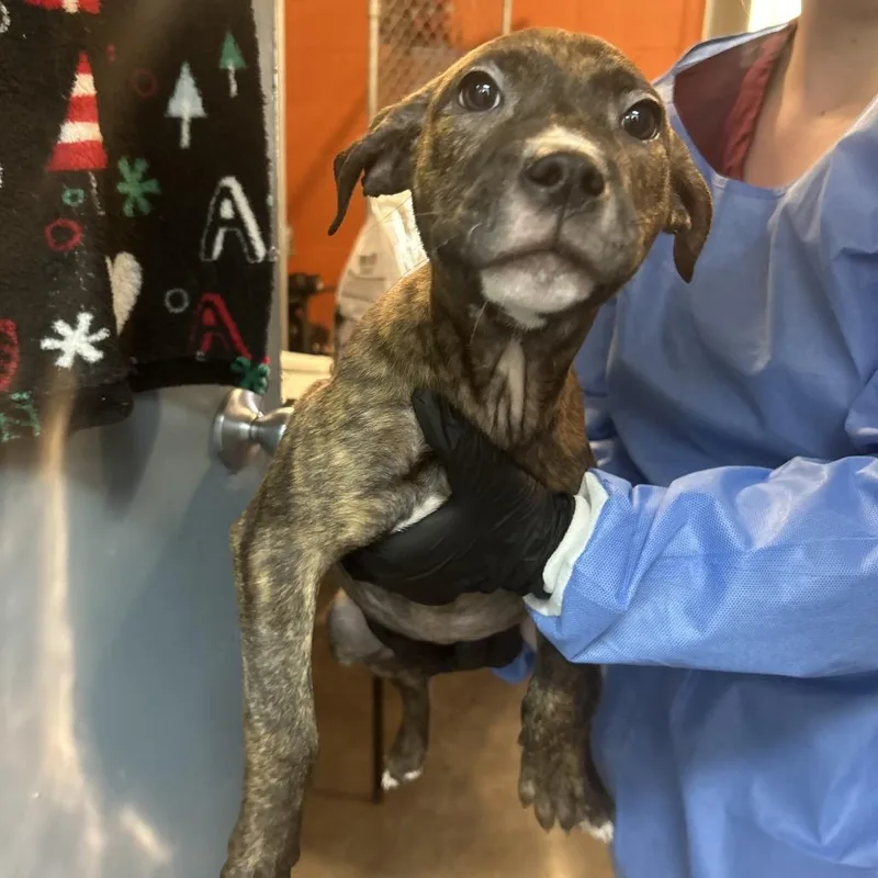 Star Crunch thumbnail 2