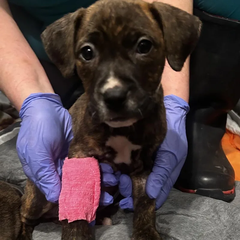 Star Crunch thumbnail 3