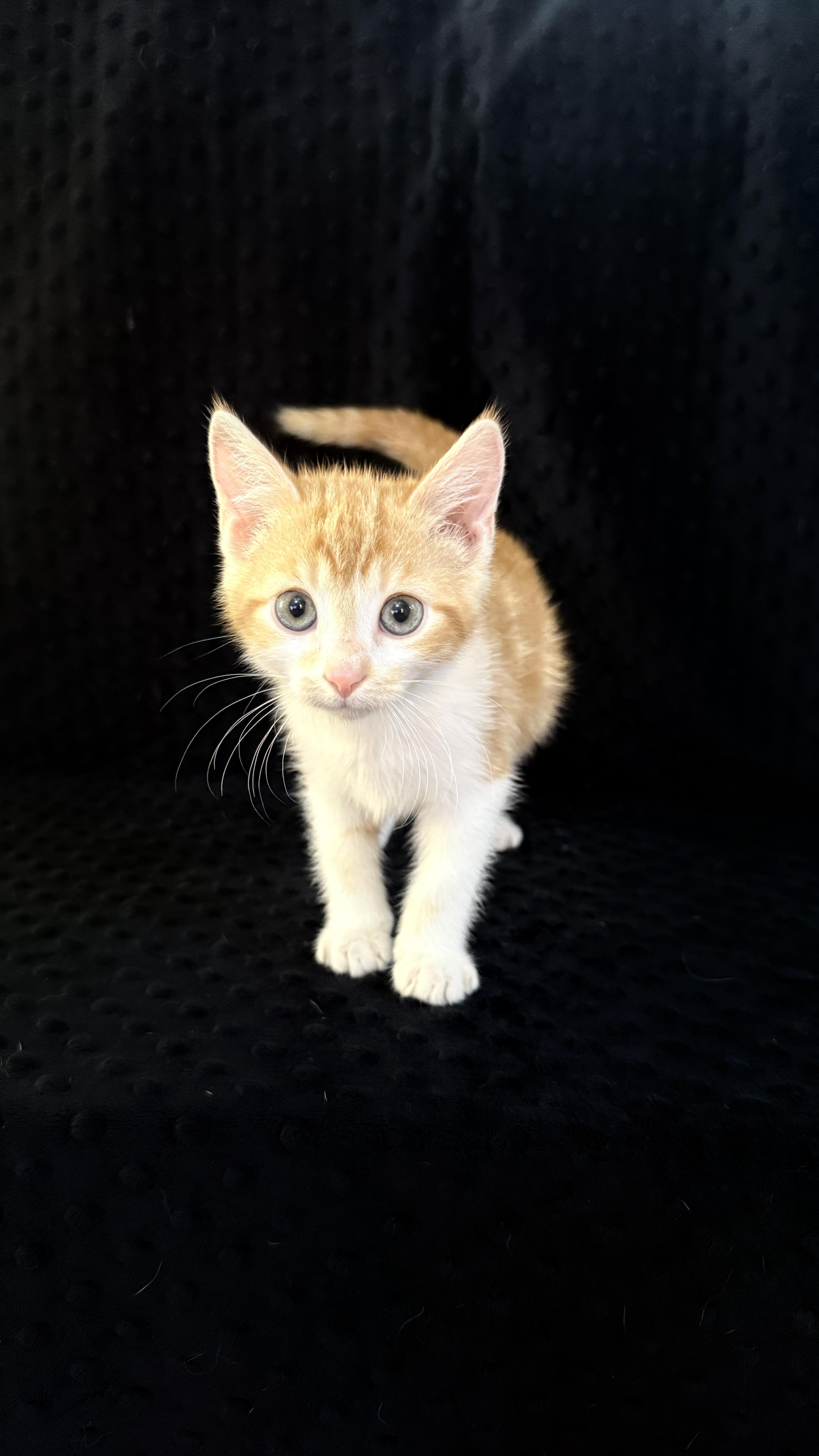 A baby medium-sized male Tabby (Orange / Red) Domestic Short Hair cat named Apollo for adoption in Waxhaw, NC