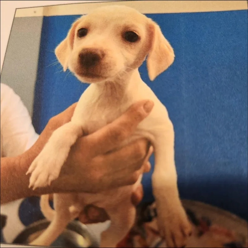A baby small-sized female Chihuahua dog named Jenna for adoption in Thompson Falls, MT