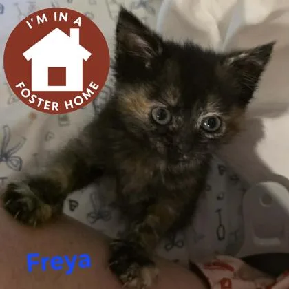 A baby small-sized female Domestic Short Hair cat named Freya for adoption in Janesville, WI