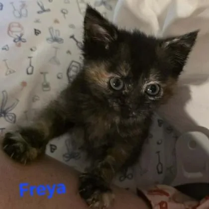 Freya thumbnail 2