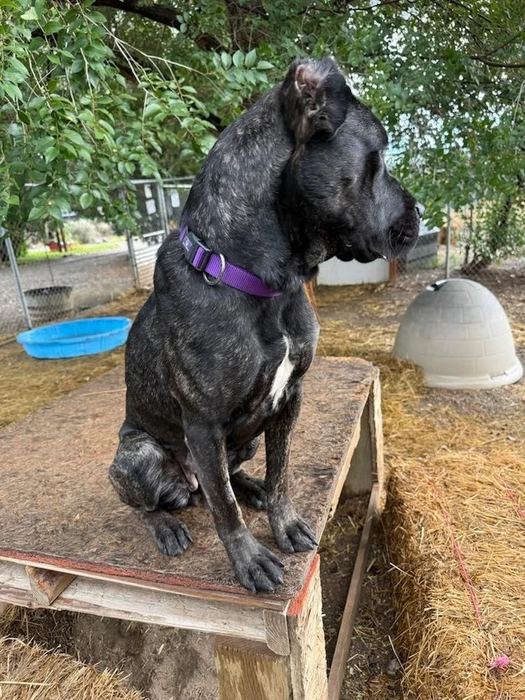 A young large-sized female Cane Corso dog named Ophelia for adoption in Salmon, ID