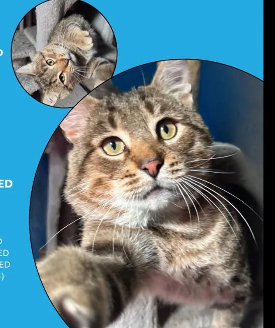 An adult large-sized male Tabby (Brown / Chocolate) Domestic Short Hair cat named Toby for adoption in Rochester, NY