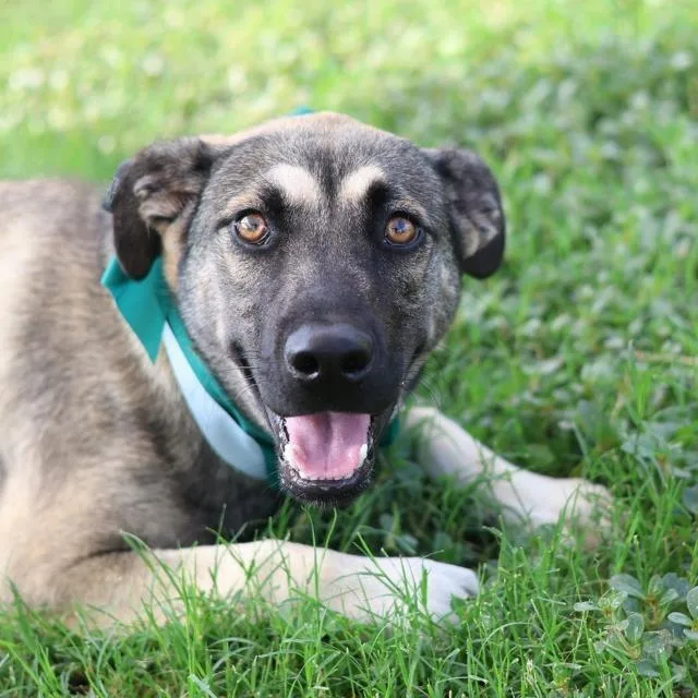 A young medium-sized male Apricot / Beige Shepherd dog named Castle for adoption in Hagerstown, MD