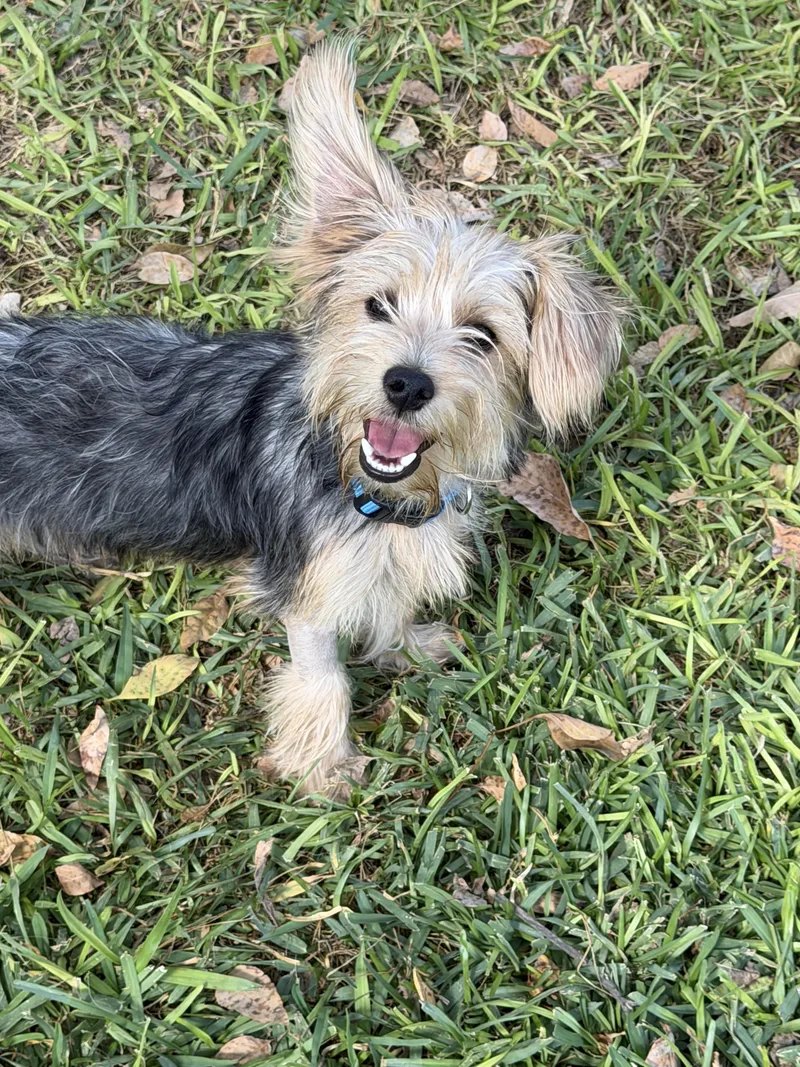 A young small-sized male Black Terrier dog named Karesen for adoption in Schertz, TX