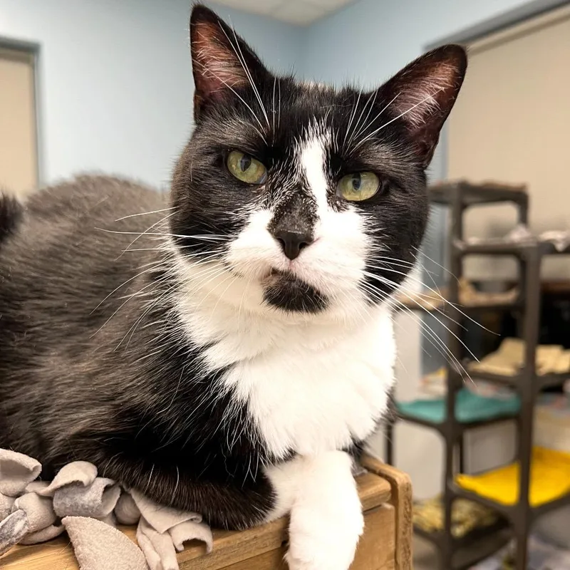 A senior medium-sized female Black Domestic Short Hair cat named Boomer for adoption in Arlington Heights, IL