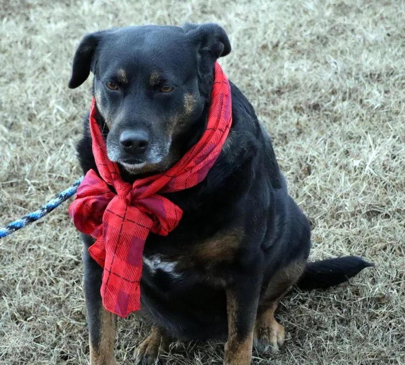 An adult large-sized female Mixed Breed dog named Dory for adoption in Jonesboro, AR