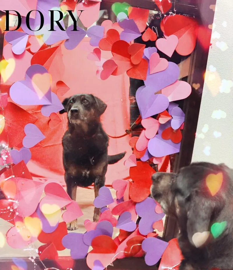 Dory thumbnail 3
