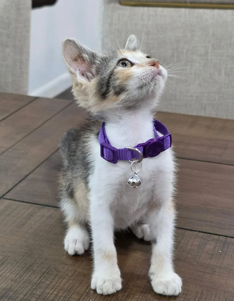 A baby medium-sized female Dilute Calico Domestic Medium Hair cat named Piper for adoption in Gregory, TX
