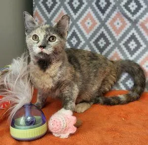 A young medium-sized female Dilute Tortoiseshell cat named Dilly for adoption in Bucyrus, OH