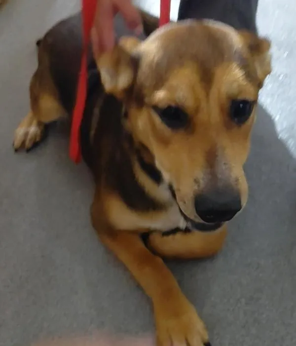 A young medium-sized female Australian Cattle Dog / Blue Heeler dog named Anna for adoption in Tulare, CA