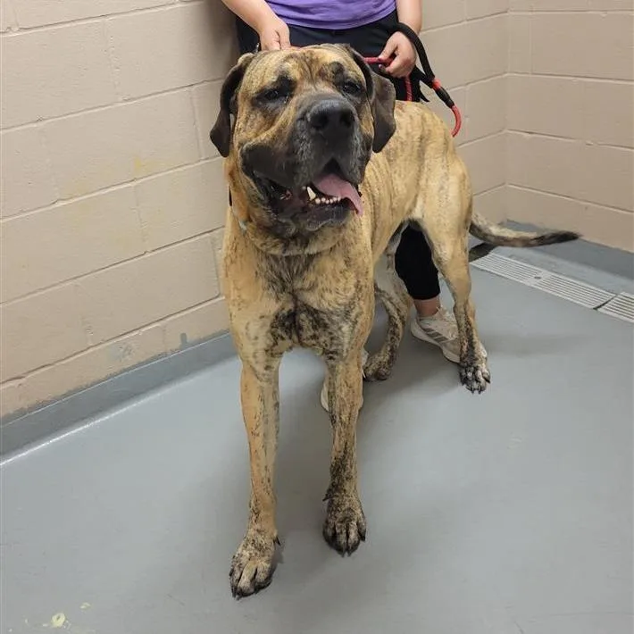 An adult extra large-sized male Brown / Chocolate Great Dane dog named Mando for adoption in Tacoma, WA