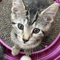 A baby large-sized male Tabby (Tiger Striped) Domestic Short Hair cat named Harry for adoption in Berkeley Heights, NJ