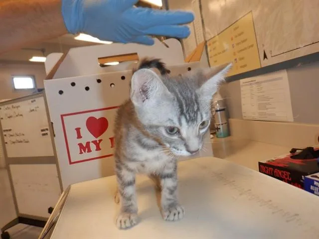 A baby small-sized male Domestic Short Hair cat named Condor for adoption in San Jose, CA