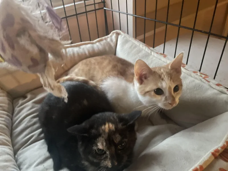 A baby small-sized male Orange & White Domestic Short Hair cat named Pumpkin for adoption in Troy, NY