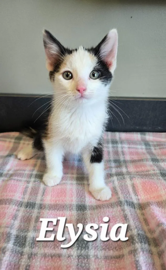 A baby small-sized female Domestic Short Hair cat named Elysia for adoption in Sidney, OH