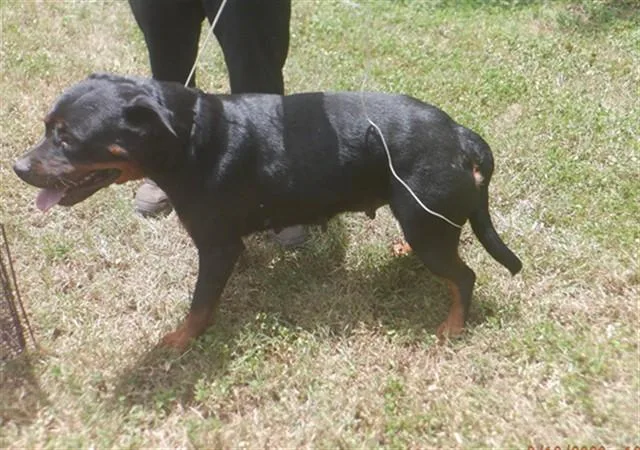 An adult large-sized female Rottweiler dog named Darla for adoption in Miami, FL