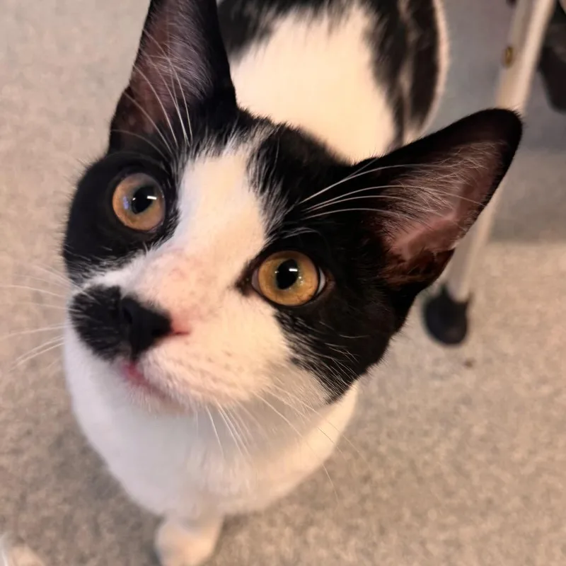 A young medium-sized male Black Domestic Short Hair cat named Ural for adoption in Wheeling, IL