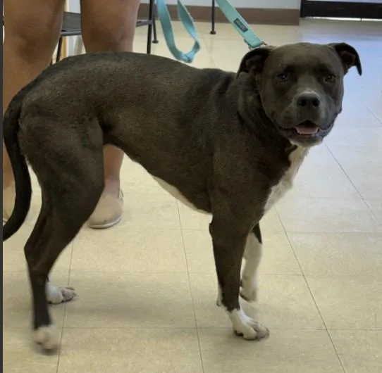 An adult medium-sized female Pit Bull Terrier dog named Stella for adoption in Killeen, TX