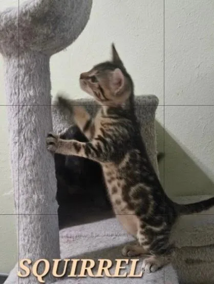A baby small-sized female Domestic Short Hair cat named Squirrel for adoption in Dallas, TX
