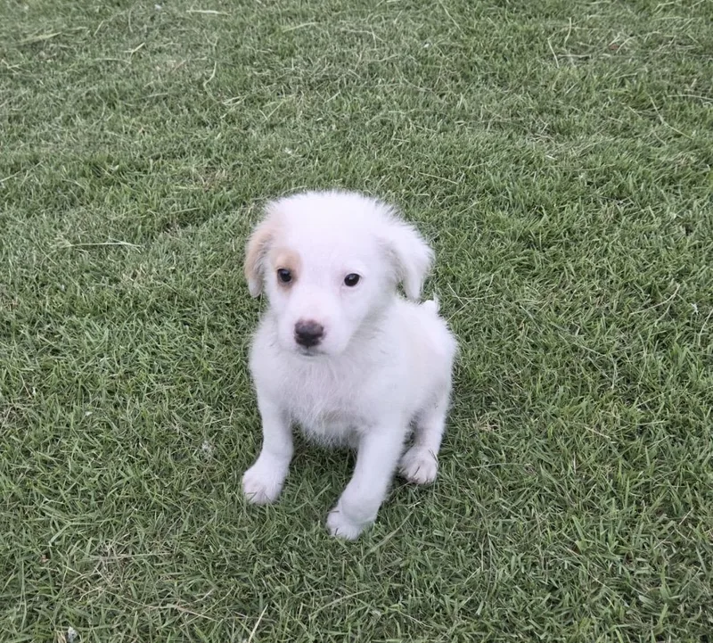 Fluffy