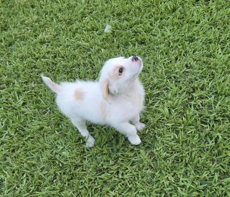 Fluffy thumbnail 4